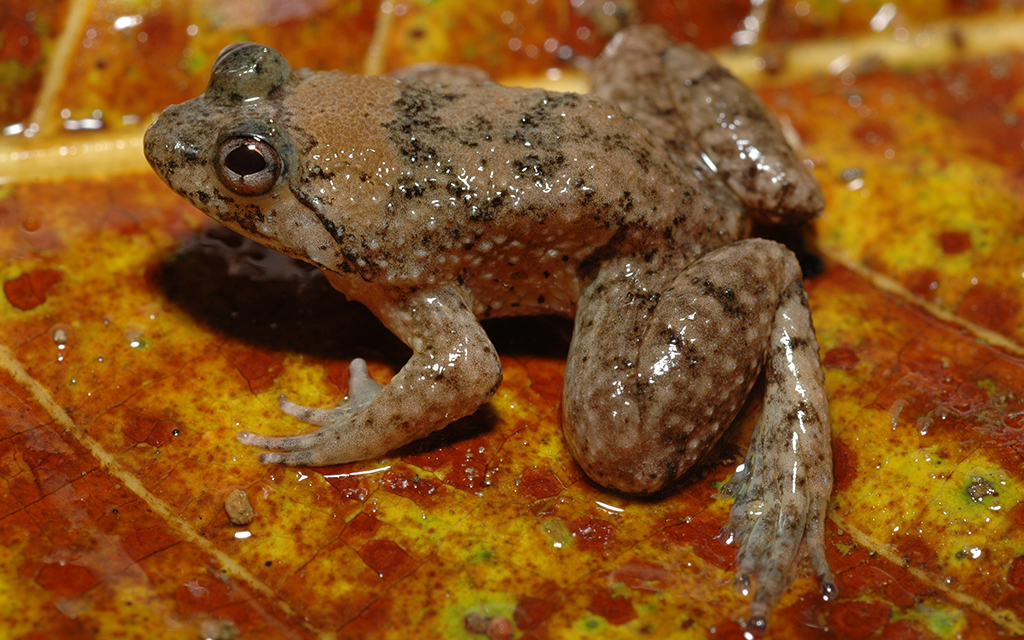 Sumatran Puddle Frog